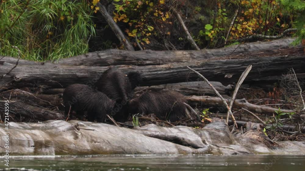 Grizzly bear family eating fish on shore of Atnarko river in Canada, natural habitat Grizzly bear family eating fish on shore of Atnarko river in Canada, natural habitat
