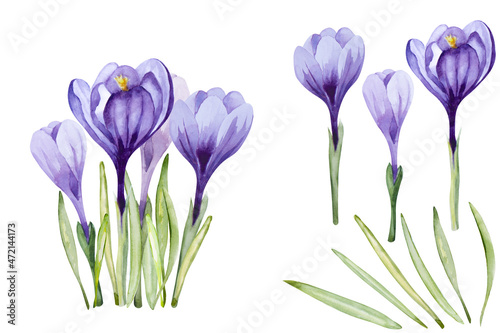 Set of crocus flower (saffron). Spring purple flowers isolated on white background. Watercolor illustration.