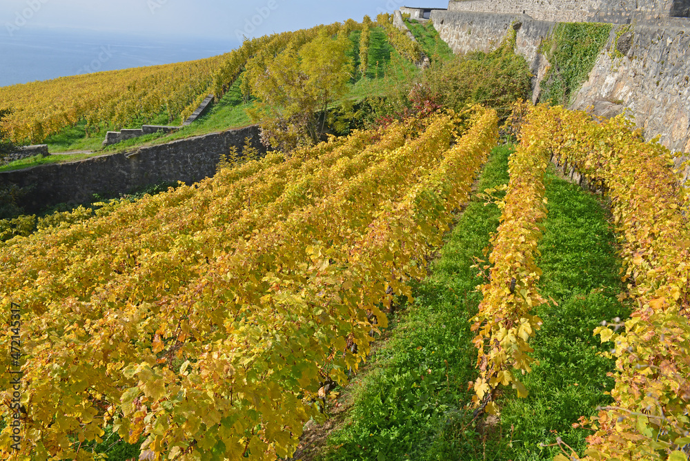 Vineyards in the Fall