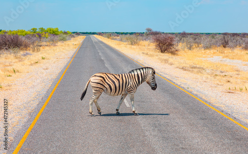 Zebra crossing the asphalt road -  Namibia  Africa