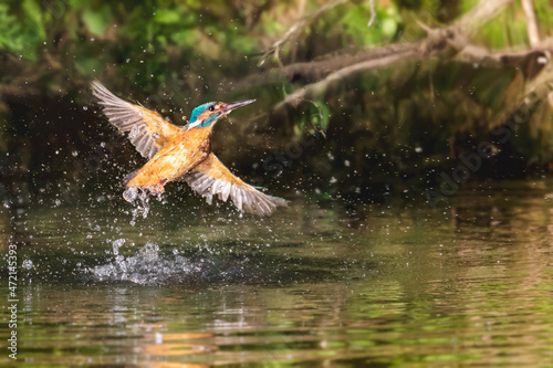 Beautiful common kingfisher coming out of the water,Alcedo atthis