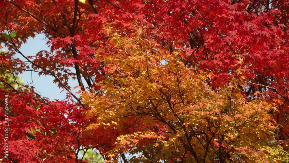 Grey tree squirrel jumping on red and orange maple tree branches in Korean Park Grey tree squirrel jumping on red and orange maple tree branches in Korean Park