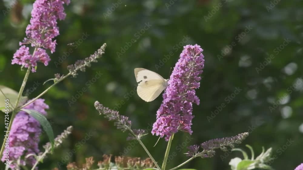 Small white peridae butterfly on Lilac butterfly plants slow motion Small white peridae butterfly on Lilac butterfly plants slow motion