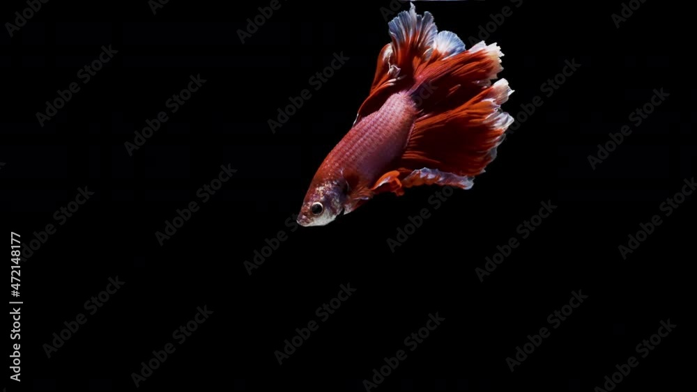 Royal Red coloured Siamese half moon Betta splendens, also known as Thai Fighting Fish or betta, is a species in the gourami family which is popular as an aquarium fish on white background Royal Red coloured Siamese half moon Betta splendens, also known as Thai Fighting Fish or betta, is a species in the gourami family which is popular as an aquarium fish on white background