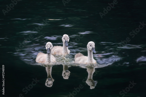 Cute Mute Swan cygnet