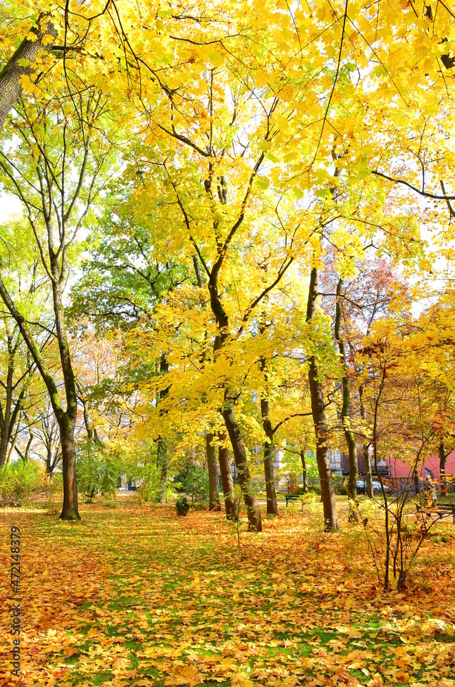 Park in autumn 
