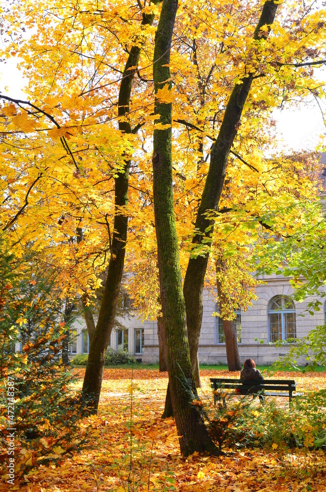 rest under the tree in autumn rest under the tree in autumn