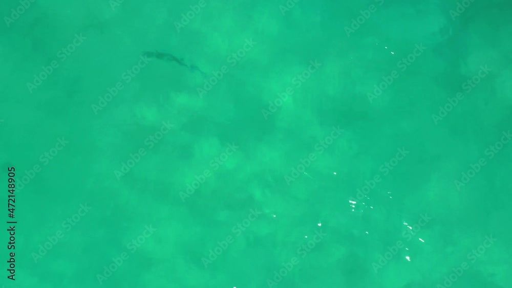 Drone video of rooster fish swimming in shallow water near the beach in the sea of cortez at Cabo Pulmo National Park in Baja California Sur, Mexico Drone video of rooster fish swimming in shallow water near the beach in the sea of cortez at Cabo Pulmo National Park in Baja California Sur, Mexico