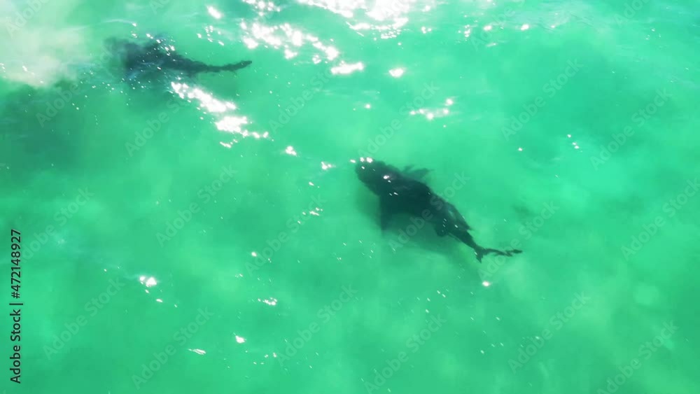 Drone video of bull shark swimming in shallow water near the beach in the sea of cortez at Cabo Pulmo National Park in Baja California Sur, Mexico Drone video of bull shark swimming in shallow water near the beach in the sea of cortez at Cabo Pulmo National Park in Baja California Sur, Mexico