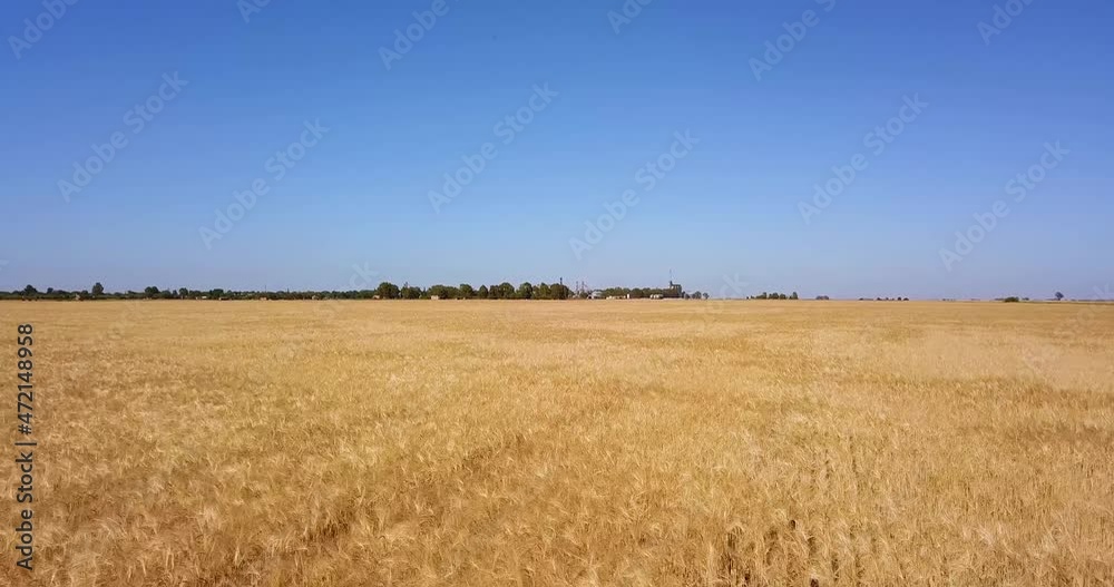 Golden Field With Ripe Wheat Crops Ready To Harvest On A Sunny Day. drone shot