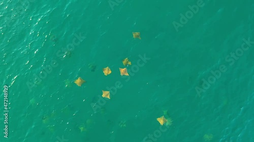 Drone video of schooling cownose mobula rays swimming in the sea of cortez at Cabo Pulmo National Park in Baja California Sur, Mexico photo