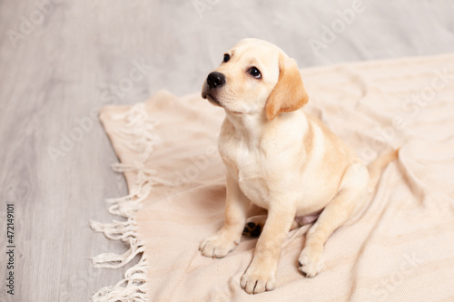 Fototapeta Naklejka Na Ścianę i Meble -  Cute Labrador puppy sits on the floor under the blanket of the house. Pet. Dog.