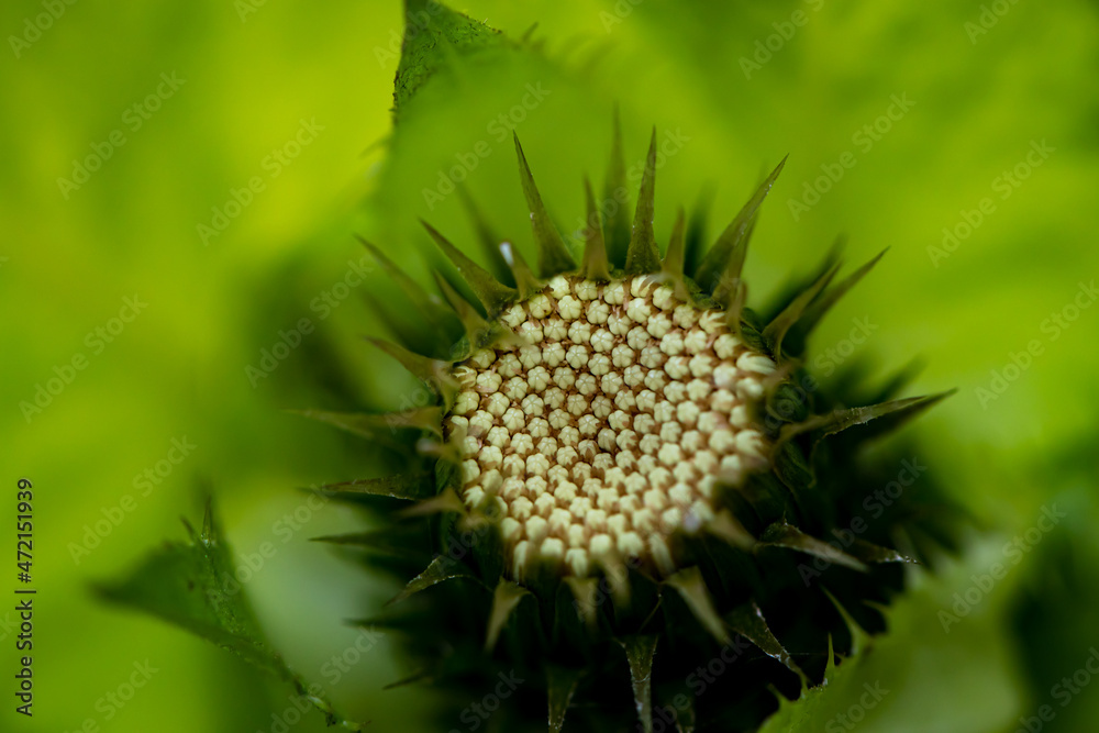 Cirsium oleraceum flower growing in field, macro Cirsium oleraceum flower growing in field, macro