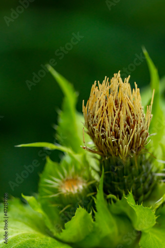 Cirsium oleraceum flower in field photo