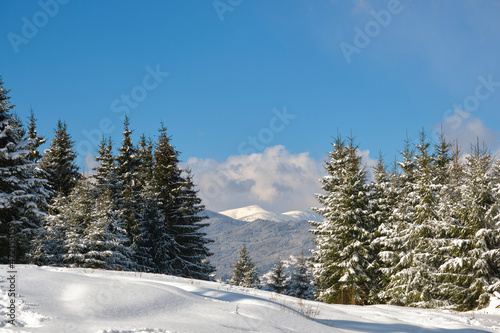 Bright winter landscape with pine trees covered with fresh fallen snow in mountain forest on cold wintry day