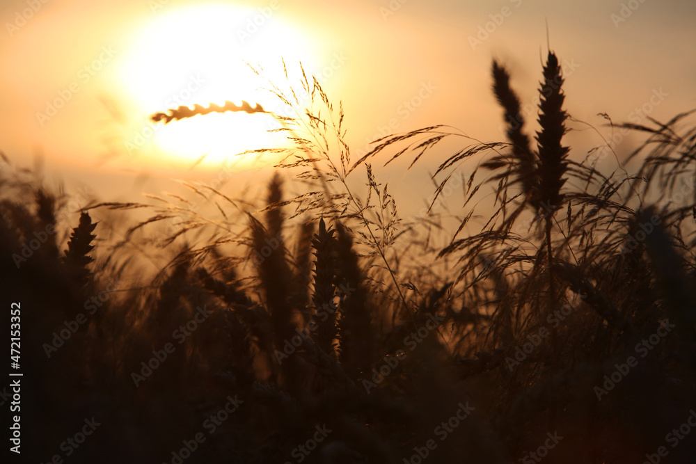 wheat field at sunset