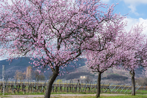 Blühende Mandelbäume bei Edenkoben in der Pfalz, Rheinland-Pfalz, Deutschland