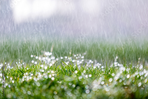 Closeup of rain droplets falling down on green grass in summer