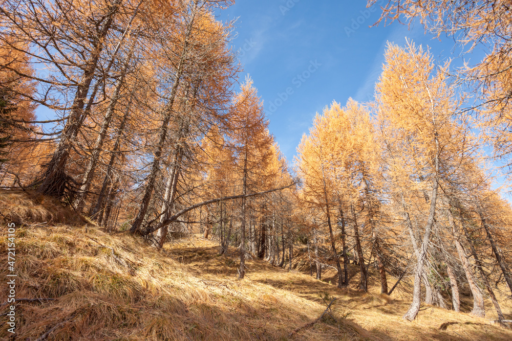 yellow larches at fall in the woods