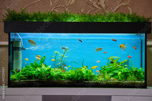 Photography Colorful exotic fish swimming in deep blue water aquarium with green tropical pl