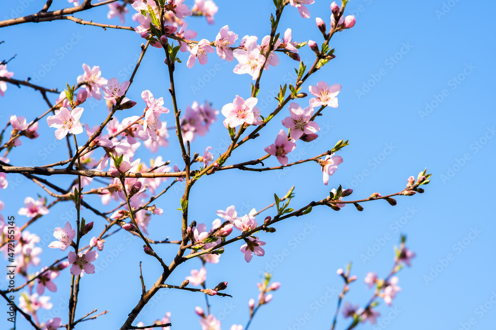 Fruit tree twigs with blooming white and pink petal flowers in spring garden. Fruit tree twigs with blooming white and pink petal flowers in spring garden.