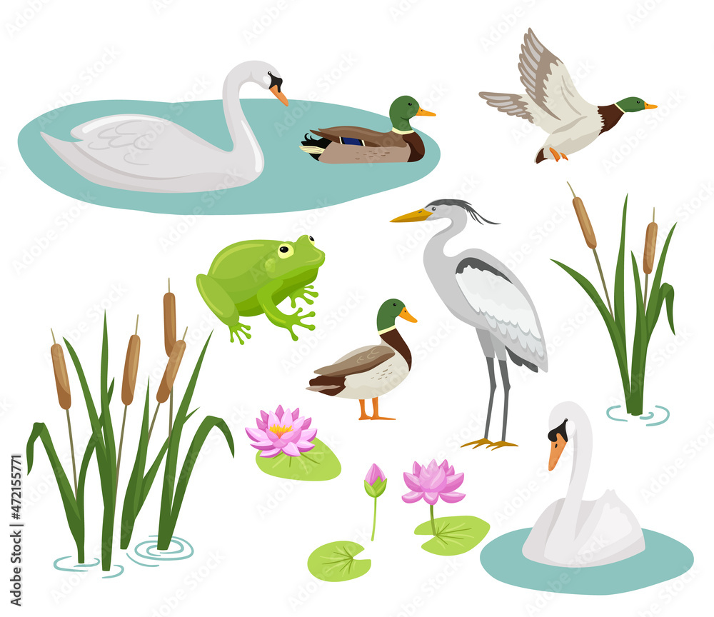 Set of flat cartoon colorful ducks with green heads. Frog, crane, swan, reed and water lily. Vector illustration wetland animals isolated on white background. - obrazy, fototapety, plakaty 