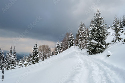 Moody landscape with footpath tracks and pine trees covered with fresh fallen snow in winter mountain forest on cold gloomy evening