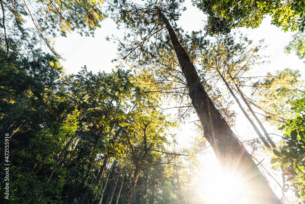 Obraz premium forest in the morning light and fog on trees