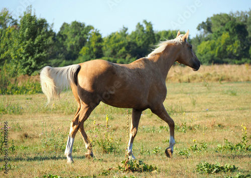 The warmblood palomino mare trots on a meadow 