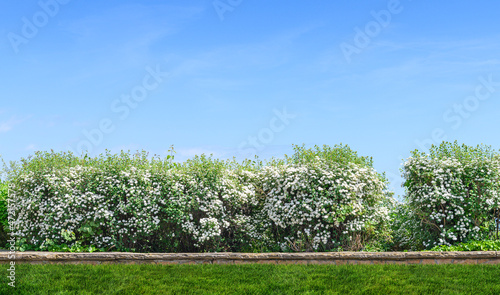 Fototapeta Naklejka Na Ścianę i Meble -  backyard and garden with grass on lawn and bloom trees