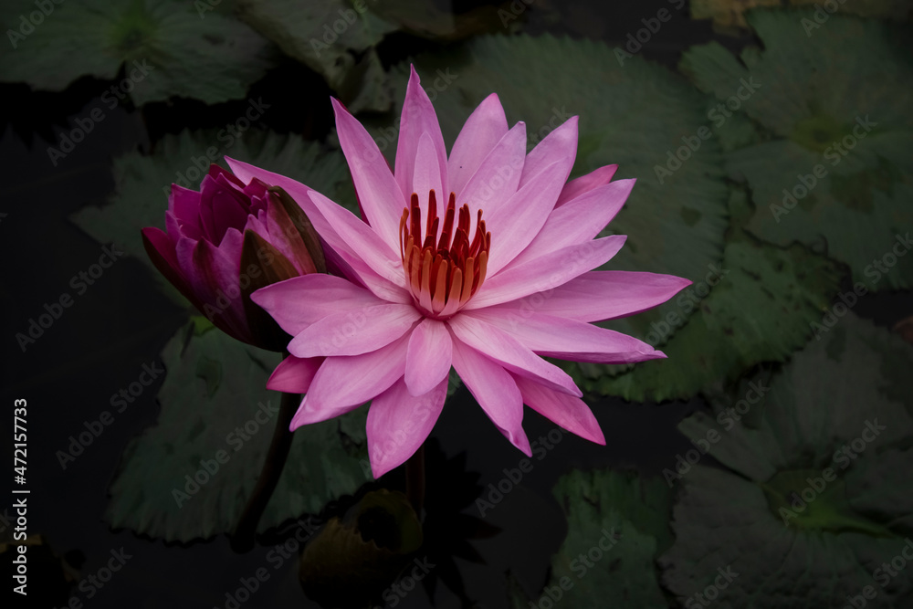 Lotus flower in garden pond, beautiful blooming flower