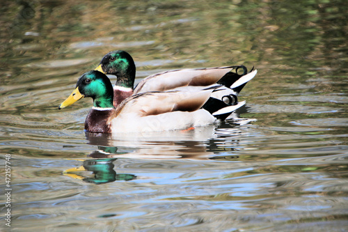 A close up of a pair of Mallard Ducks