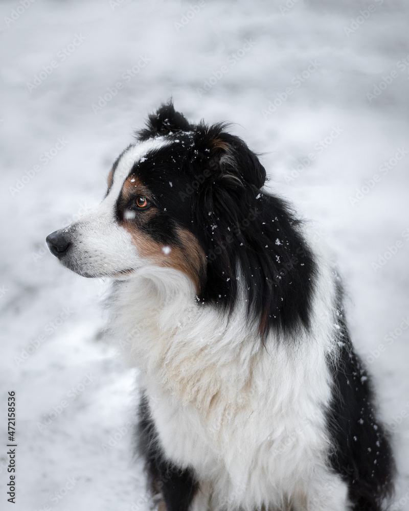 Australian Shephard Collie im Winter mit Schneeflocken Australian Shephard Collie im Winter mit Schneeflocken
