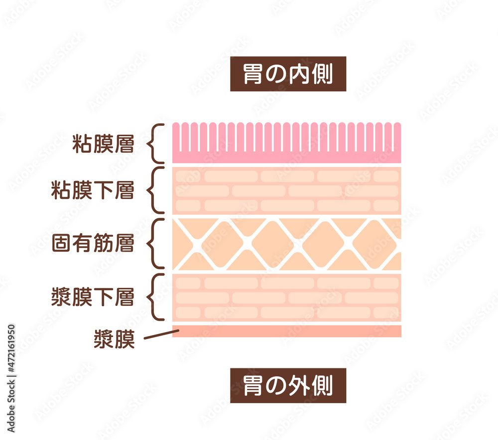 胃壁の断面図イラスト / 健康な胃壁 vector de Stock | Adobe Stock