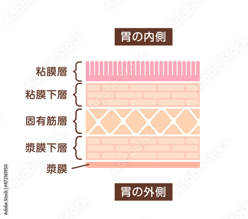 胃壁の断面図イラスト / 健康な胃壁