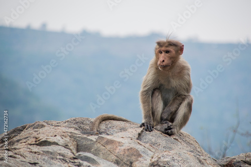 long macaque sitting on a rock