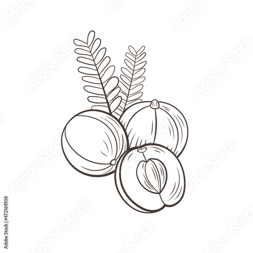 gooseberries, amla illustration, berries with leaves isolated, outline flat icon template, black and white illustration.