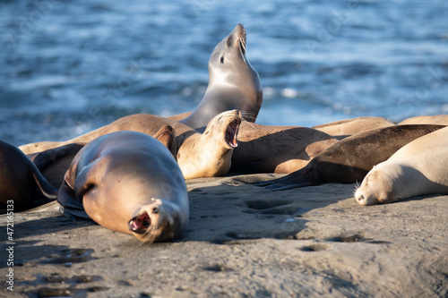 Fur seals on rocky shore of beach. Arctocephalus forsteri.