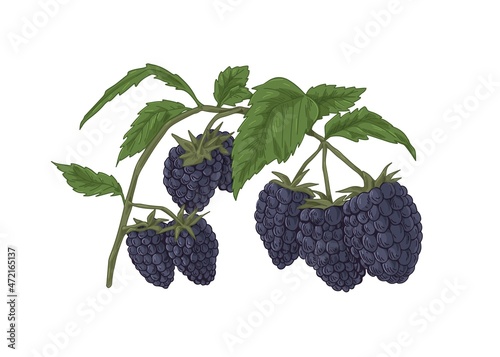 Blackberry branch with fresh ripe berries and leaf. Botanical drawing of bramble growing on sprig. Garden plant with fruits and leaves drawn in retro style. Vector illustration isolated on white