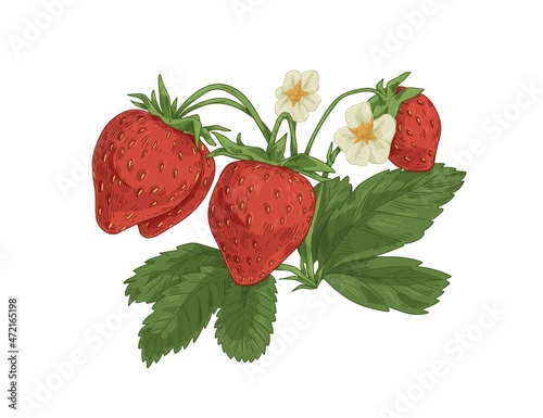 Strawberry branch with fresh ripe berries, blooming flowers and leaf. Vintage botanical drawing of garden fruit plant with leaves. Realistic drawn vector illustration isolated on white background