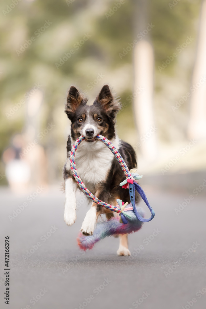 Border Collie dog running with colorful toy. Dog training. Happy active pet