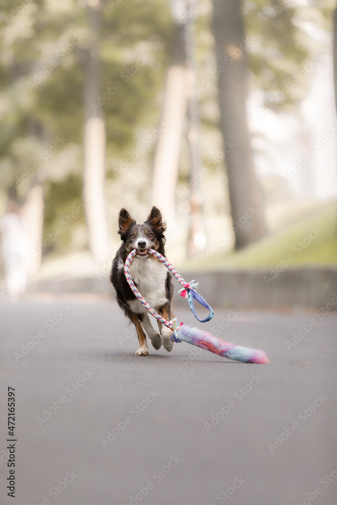 Border Collie dog running with colorful toy. Dog training. Happy active pet
