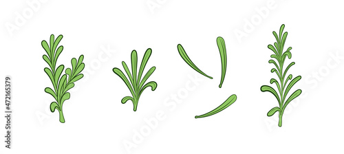 rosemary plant illustration, leaves isolated on white background, green colored icons set.