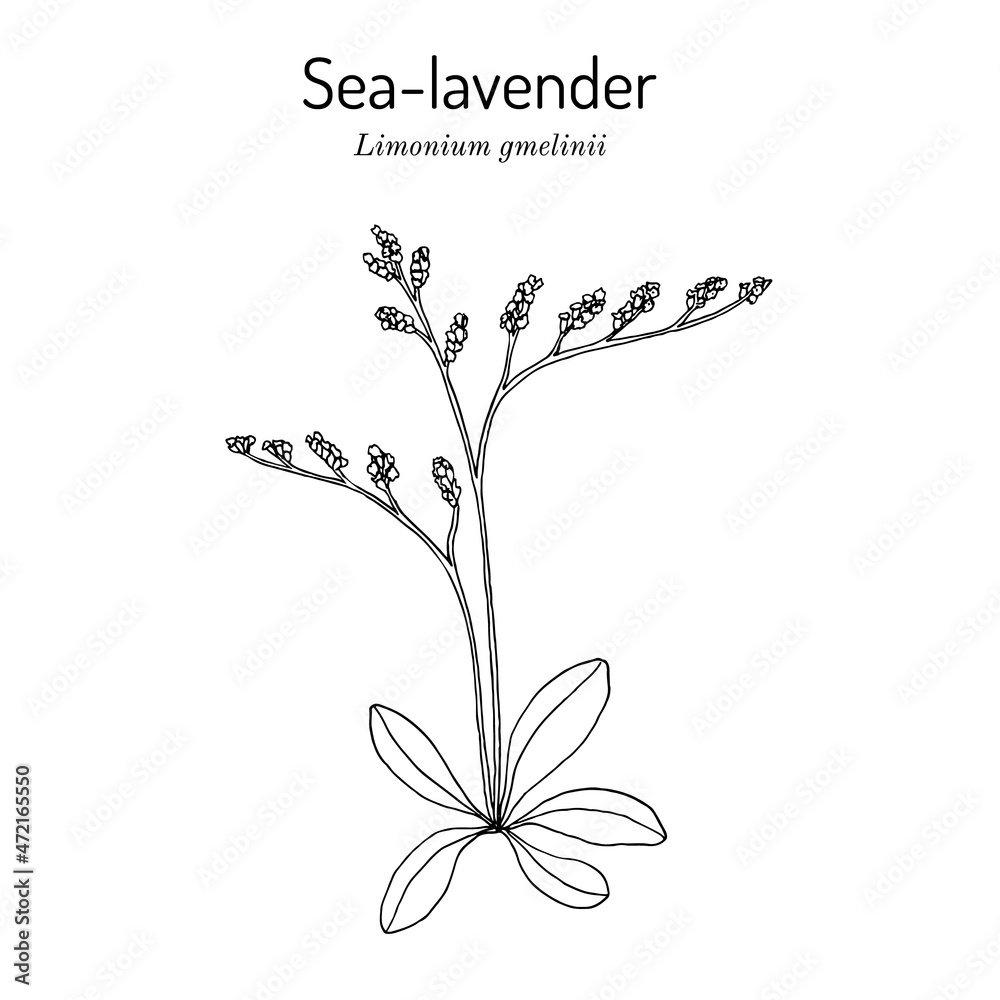 Sea-lavender Limonium gmelinii , medicinal plant