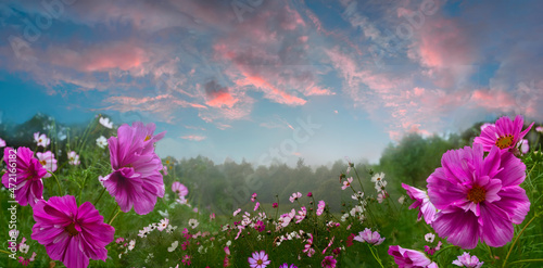 Pink summer morning over blossoming meadow with colorful cosmea flowers. Wide screen panorama of summer rural sunrise or sunset flowering landscape with pink clouds on blue sky photo