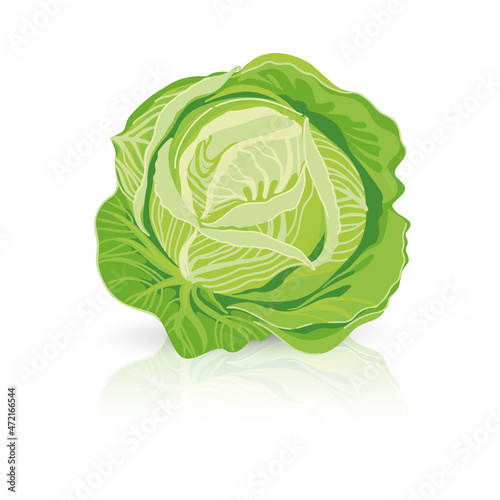 Bright vector illustration of colorful cabbage. Fresh cartoon organic vegetable isolated on white background used for magazine  book  poster  card  menu cover  web pages.
