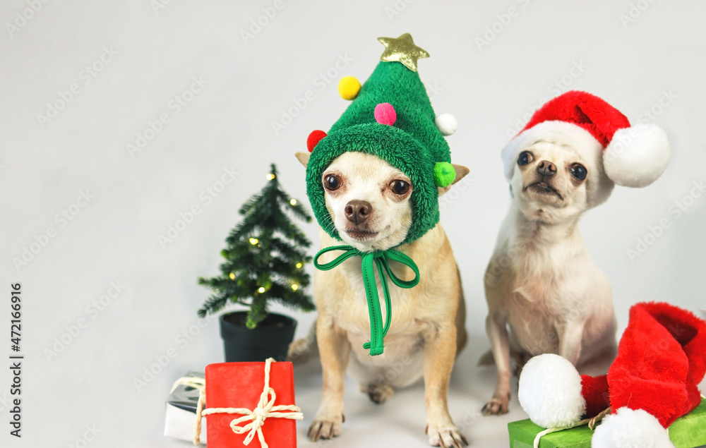 two chihuahua dog wearing Christmas tree hat  and Santa Claus hat sitting with  gift boxes and Christmas tree. Christmas and new year concept.