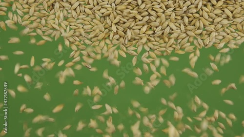 Slow motion. Top view on flying and falling barley grains. The seeds fall and fill the green screen. Top view. Grain background