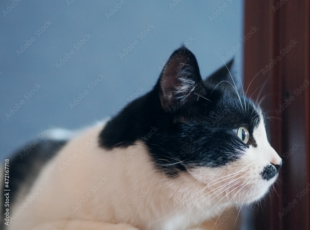 A beautiful two-tone cat with a spot on his mouth and mustache lies on the floor and poses for the camera. Black and white color. A beautiful two-tone cat with a spot on his mouth and mustache lies on the floor and poses for the camera. Black and white color.