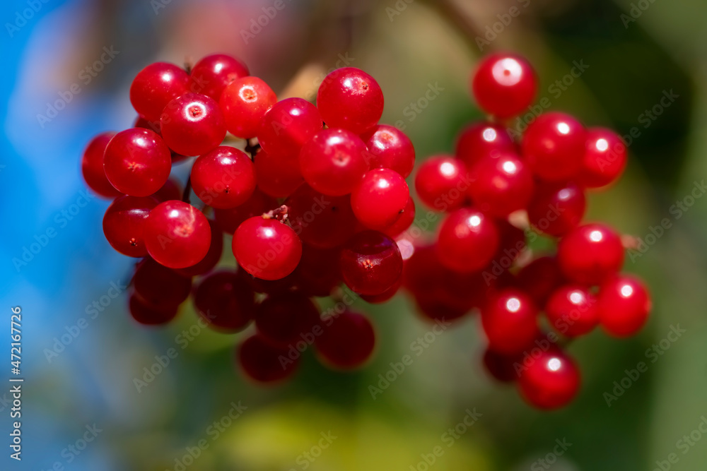 Guelder-rose or snowball tree (Viburnum opulus) is a species of flowering plant in the family Adoxaceae. The bright red berry fruits are globose red drupes. Macro close up in October in Germany. Guelder-rose or snowball tree (Viburnum opulus) is a species of flowering plant in the family Adoxaceae. The bright red berry fruits are globose red drupes. Macro close up in October in Germany.